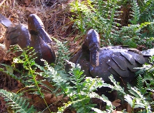Pic 1